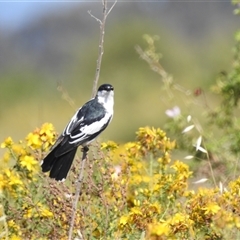 Lalage tricolor at Kambah, ACT - 22 Nov 2024