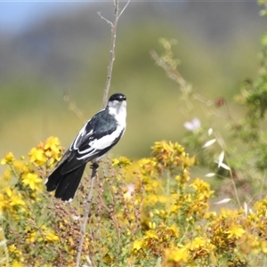 Lalage tricolor at Kambah, ACT - suppressed