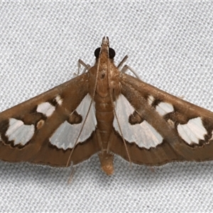 Glyphodes microta (A Crambid moth) at Bulli, NSW by jb2602