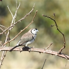 Stizoptera bichenovii (Double-barred Finch) at Kambah, ACT - 22 Nov 2024 by HelenCross