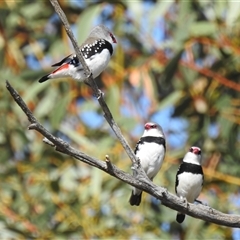 Stagonopleura guttata (Diamond Firetail) at Kambah, ACT - 22 Nov 2024 by HelenCross