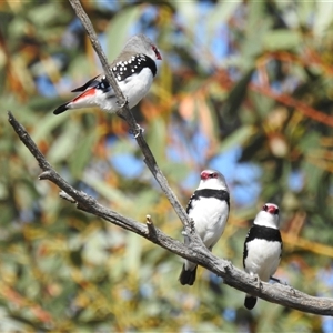 Stagonopleura guttata (Diamond Firetail) at Kambah, ACT by HelenCross