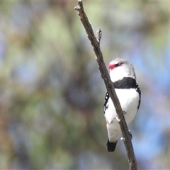 Stagonopleura guttata at Kambah, ACT - suppressed