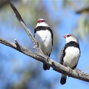 Stagonopleura guttata at Kambah, ACT - 22 Nov 2024