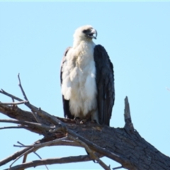 Haliaeetus leucogaster at Fyshwick, ACT - 21 Nov 2024 by MB