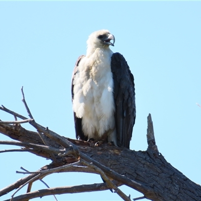 Haliaeetus leucogaster (White-bellied Sea-Eagle) at Fyshwick, ACT - 22 Nov 2024 by MB