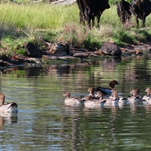 Chenonetta jubata (Australian Wood Duck) at Barton, ACT by MB