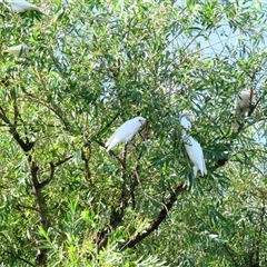 Cacatua sanguinea at Barton, ACT - 21 Nov 2024 by MB