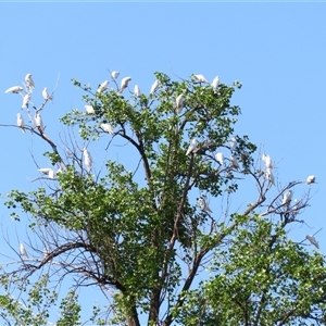 Cacatua sanguinea at Barton, ACT - 22 Nov 2024 09:03 AM