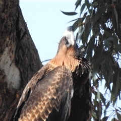 Aquila audax at Kambah, ACT - 21 Nov 2024 by HelenCross