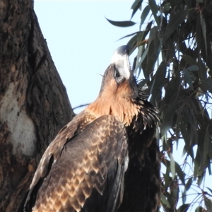 Aquila audax (Wedge-tailed Eagle) at Kambah, ACT by HelenCross