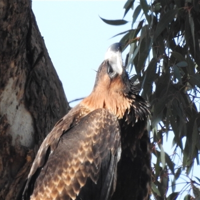 Aquila audax at Kambah, ACT - 21 Nov 2024 by HelenCross