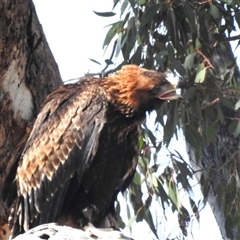 Aquila audax at Kambah, ACT - suppressed