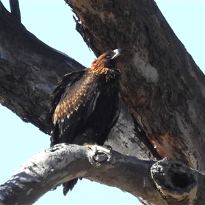 Aquila audax at Kambah, ACT - suppressed