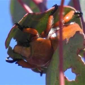 Anoplognathus montanus at Kambah, ACT - 22 Nov 2024