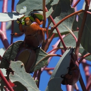 Anoplognathus montanus at Kambah, ACT - 22 Nov 2024