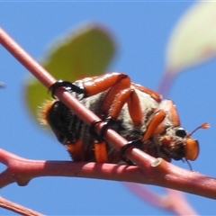 Anoplognathus montanus at Kambah, ACT - 22 Nov 2024