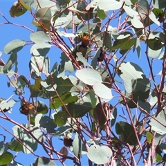 Anoplognathus montanus at Kambah, ACT - suppressed