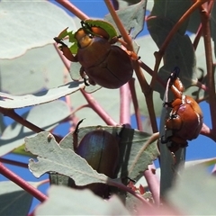 Anoplognathus montanus at Kambah, ACT - suppressed