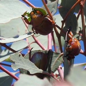 Anoplognathus montanus at Kambah, ACT - suppressed