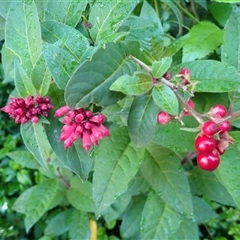 Cestrum elegans (Elegant Poison-berry) at Robertson, NSW - 21 Nov 2024 by plants