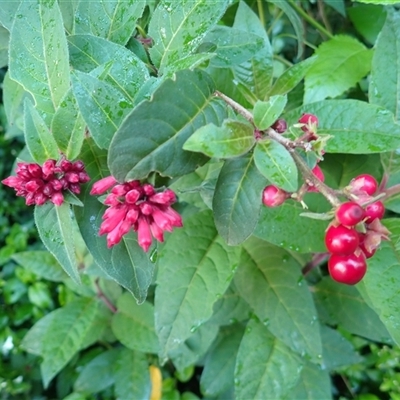 Cestrum elegans (Elegant Poison-berry) at Robertson, NSW - 20 Nov 2024 by plants