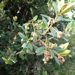 Elaeocarpus holopetalus (Black Olive Berry) at Robertson, NSW - 20 Nov 2024 by plants