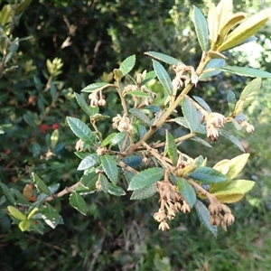 Elaeocarpus holopetalus at Robertson, NSW - 21 Nov 2024