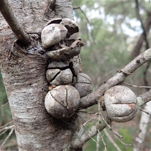 Callitris muelleri (Illawarra Cypress Pine) at Fitzroy Falls, NSW by plants