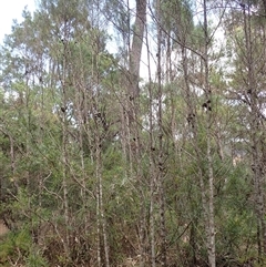 Callitris muelleri at Fitzroy Falls, NSW - 21 Nov 2024