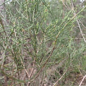 Callitris muelleri at Fitzroy Falls, NSW - 21 Nov 2024 10:16 AM