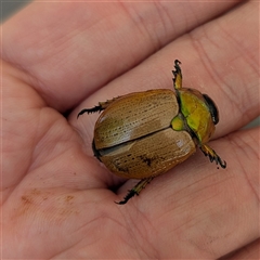 Anoplognathus brunnipennis (Green-tailed Christmas beetle) at Wanniassa, ACT - 22 Nov 2024 by HelenCross