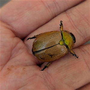 Anoplognathus brunnipennis at Wanniassa, ACT - 22 Nov 2024