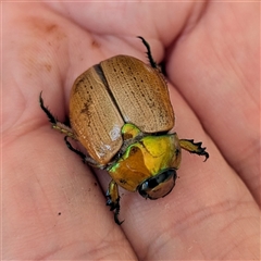 Anoplognathus brunnipennis at Wanniassa, ACT - 22 Nov 2024