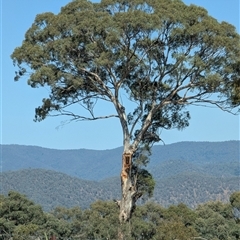 Eucalyptus melliodora at Kambah, ACT - 21 Nov 2024 by HelenCross