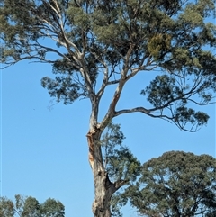 Eucalyptus melliodora at Kambah, ACT - 22 Nov 2024