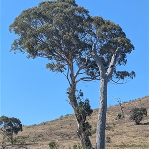 Eucalyptus melliodora at Kambah, ACT - 22 Nov 2024