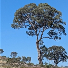 Eucalyptus melliodora at Kambah, ACT - 22 Nov 2024 10:04 AM