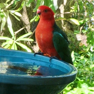 Alisterus scapularis (Australian King-Parrot) at Wamboin, NSW by Komidar