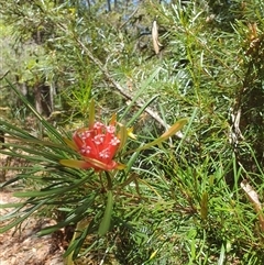 Lambertia formosa (Mountain Devil) at Kangaroo Valley, NSW - 22 Nov 2024 by don@kerrigan.net