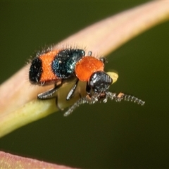 Dicranolaius cinctus (Notched-leg Red & Blue Flower Beetle) at Bruce, ACT - 22 Nov 2024 by AlisonMilton