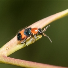 Dicranolaius bellulus at Bruce, ACT - 22 Nov 2024 09:09 AM