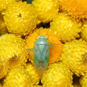 Taylorilygus apicalis at Acton, ACT - 21 Nov 2024