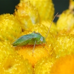 Taylorilygus apicalis at Acton, ACT - 21 Nov 2024