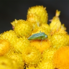 Taylorilygus apicalis at Acton, ACT - 21 Nov 2024