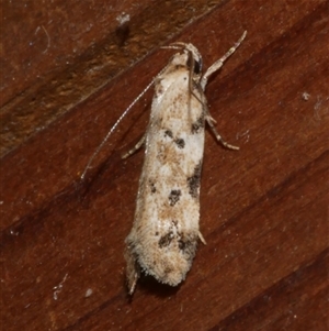 Opsitycha squalidella at Freshwater Creek, VIC - 13 Nov 2024