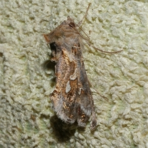 Chrysodeixis argentifera at Freshwater Creek, VIC - 13 Nov 2024