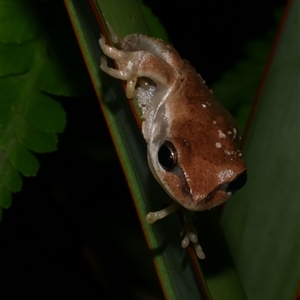 Litoria ewingii (Ewing's Tree Frog) at Freshwater Creek, VIC by WendyEM