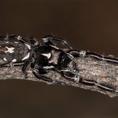 Sandalodes sp. (genus) (Unidentified Sandalodes) at Bruce, ACT - 19 Nov 2024 by kasiaaus