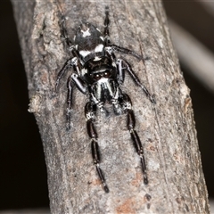 Sandalodes sp. (genus) at Bruce, ACT - 20 Nov 2024